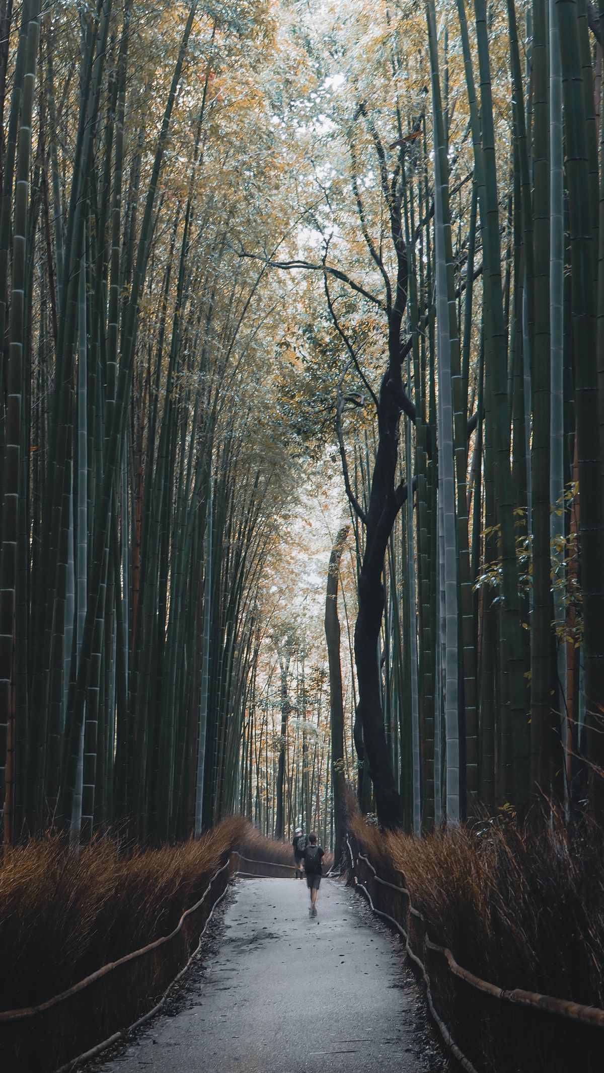 Banbooの森の敷地内に広がる竹林の小道