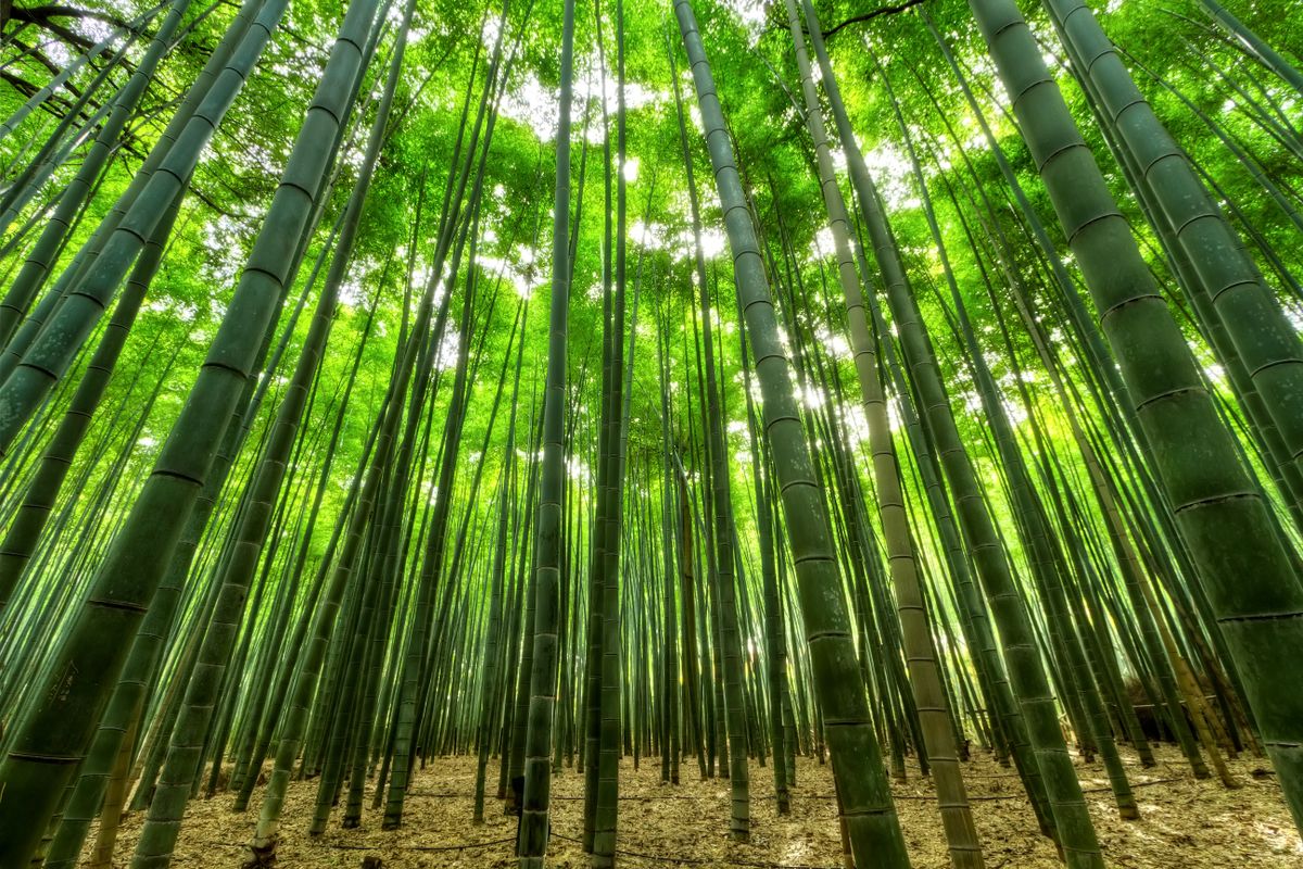 静岡県藤枝市、Banbooの森の竹林に朝日が差し込む風景